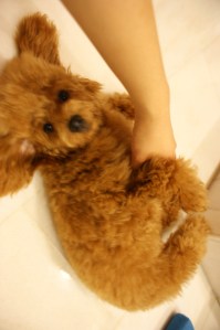 giving some love to the good kid that finished her kibbles